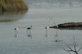 21.10.2012 Saline di Priolo (112)